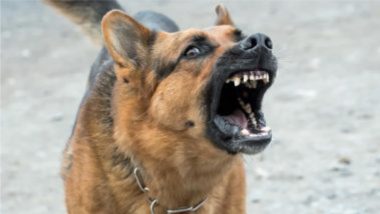 Pregnant Woman Fights Stray Dogs: শিশুকন্যাকে বাঁচাতে পথ কুকুরে সঙ্গে লড়লেন অন্তঃসত্ত্বা , দু'জনেই আশঙ্কাজনক
