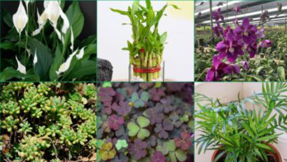 Lucky Plants for New Year 2022: নতুন বছরে সৌভাগ্য ও সমৃদ্ধি বজায় রাখতে চান, বাড়িতে থাকুক এই ইন্ডোর প্লান্ট