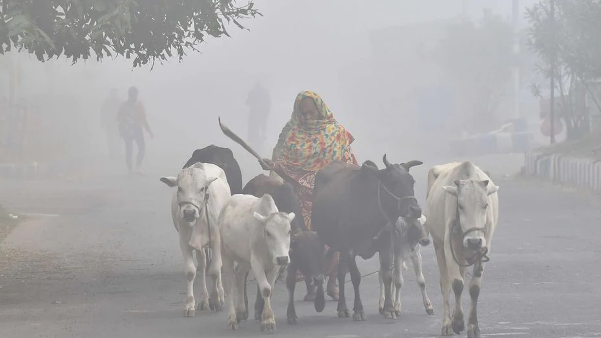 West Bengal Weather Update: রাজ্যে ফিরল শীত, আগামী কয়েকদিন রাতের তাপমাত্রা আরও কমবে