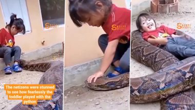 Little Girl Playing With Python: বিশালাকার পাইথনের সঙ্গে খেলা করছে ছোট্ট মেয়ে, দেখুন ভিডিও
