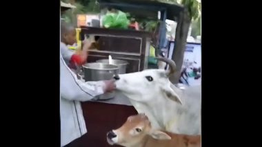 Viral Video: গপাগপ ফুচকা খাচ্ছে গরু, ভাইরাল ভিডিয়ো দেখুন