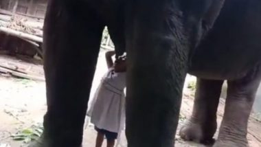 Girl Drinks Milk From Elephant: হাতির দুধ খাচ্ছে মানুষের বাচ্চা! ভাইরাল অসমের ভিডিও