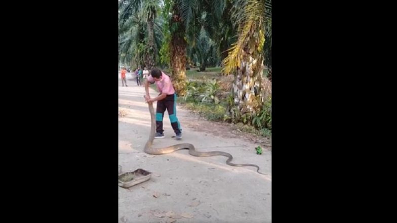 Man Catches King Cobra: হাত দিয়ে ধরলেন বিষধর কিং কোবরা, দেখুন ভাইরাল ভিডিয়ো