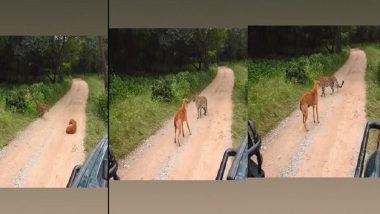 Dog vs Leopard Fight Video: সাহসে ভর করে চিতা বাঘের হামলা থেকে রক্ষা পেল সারমেয়, ভাইরাল ভিডিয়ো