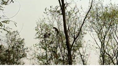 Leopard Climbs Tree: নকশালবাড়িতে গ্রামবাসীদের তাড়ায় মগডালে উঠল চিতাবাঘ, দেখুন ভিডিও
