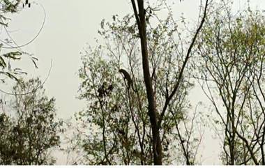 Leopard Climbs Tree: নকশালবাড়িতে গ্রামবাসীদের তাড়ায় মগডালে উঠল চিতাবাঘ, দেখুন ভিডিও