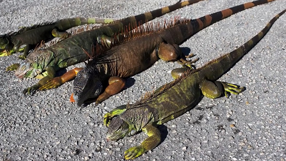 'Iguanas Could Fall From Trees': ফ্লোরিডায় ভয়াবহ ঠাণ্ডা, শীতে জমে গাছ থেকে পড়ে মৃত্যু একের পর এক গোসাপের, দেখুন ভিডিয়ো