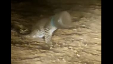 Viral Video: জল খেতে গিয়ে চিতা বাঘের গলায় আটকে গেল প্লাস্টিকের জার, দেখুন ভিডিয়ো