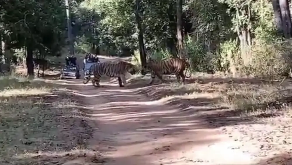 Viral: জঙ্গলের রাস্তায় দুই বাঘের মুখোমুখি লড়াই, ভাইরাল ভিডিও