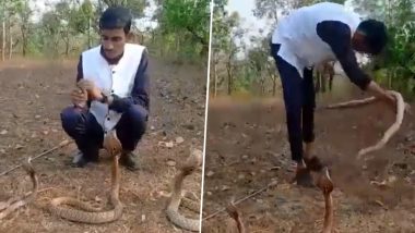 Viral Snake Video: ৩টি কোবরা নিয়ে কেরামতি দেখাতে গিয়ে ছোবল খেলেন যুবক! দেখুন চমকে ওঠার মতো ভিডিওটি