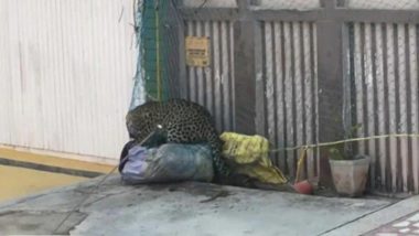 Leopard Enters House: বাড়ির দরজায় চিতাবাঘ, তারপর কী হল?