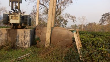 Elephant Died Due To Electrocution: অসমের বুড়াপাহাড় চা বাগান এলাকায় বিদ্যুৎস্পৃষ্ট হয়ে মৃত্যু হাতির