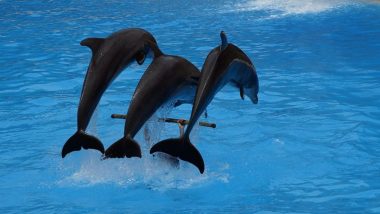 Juhu Beach Dolphin: মুম্বইয়ের জুহু বিচে ডলফিনের নাচ, দেখুন ভিডিয়ো