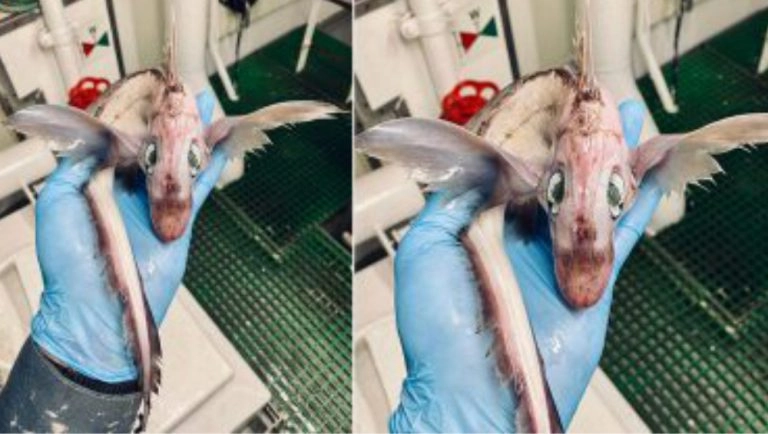 Viral: নরওয়েজিয়ান সমুদ্রে মিলল গোলাপি রঙা অদ্ভুতদর্শন বেবি ড্রাগন (ভাইরাল ছবি)