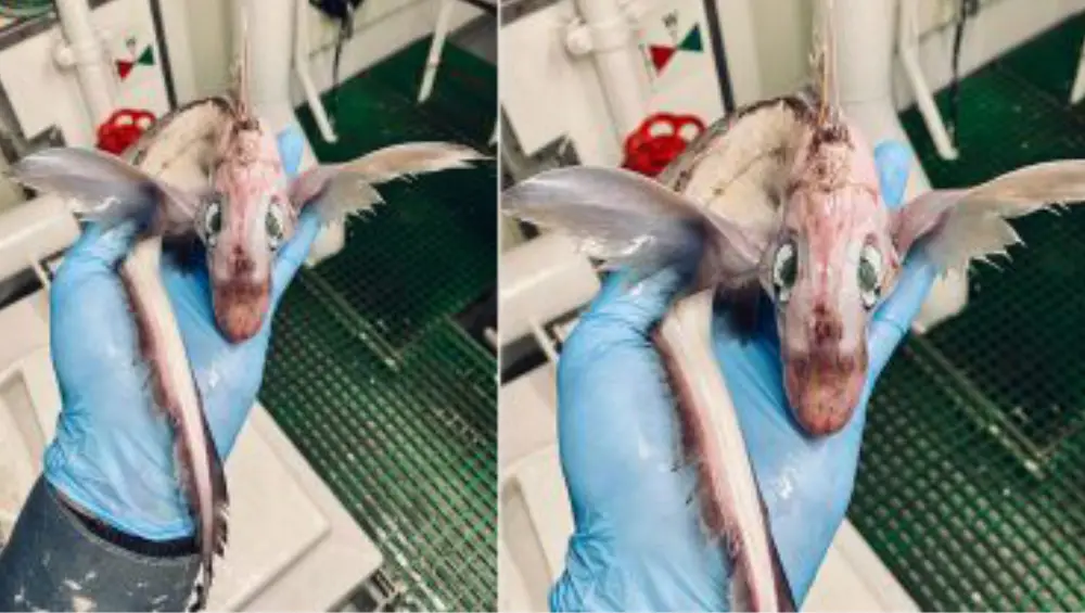 Viral: নরওয়েজিয়ান সমুদ্রে মিলল গোলাপি রঙা অদ্ভুতদর্শন বেবি ড্রাগন (ভাইরাল ছবি)