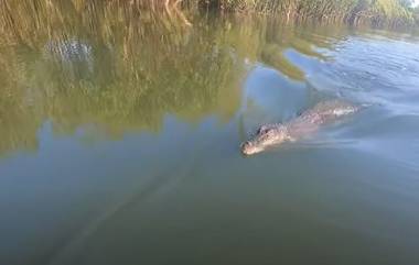 Viral Video: মাছ ধরার নৌকায় উটে পড়ল কুমির, তারপর... দেখুন ভাইরাল ভিডিয়ো