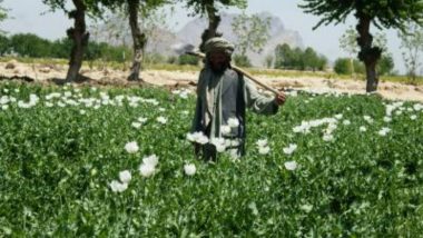 Taliban Bans Poppy Cultivation: আফগানিস্তানে পোস্ত চাষ ও আফিম ব্যবস্যা নিষিদ্ধ করল তালিবান