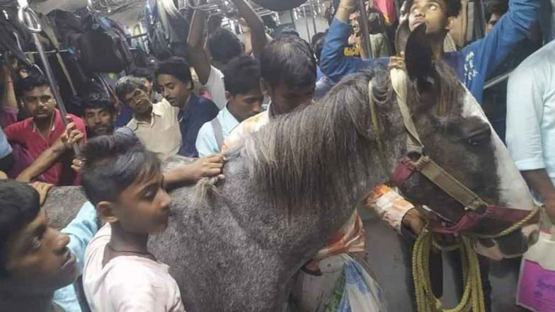 Horse In Diamond Harbour Local: ভিড় ঠাসা ডায়মন্ড হারবার লোকালে সফর করছে ঘোড়া! ভাইরাল ছবি