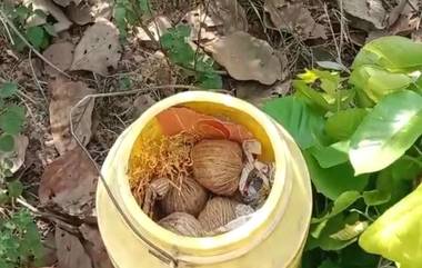 Bombs Recovered From Nanur: নানুরের থুপসাড়া গ্রাম থেকে উদ্ধার ১০০টি তাজা বোমা