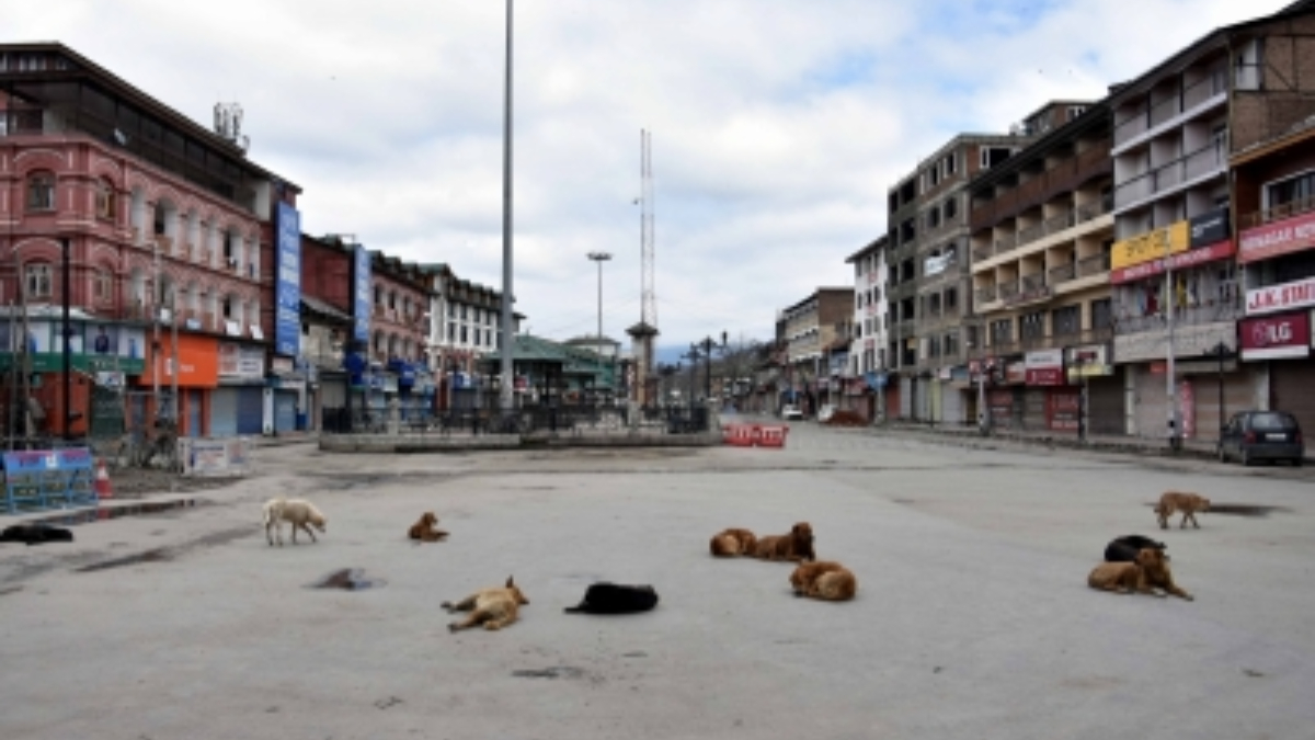 Stray Dog Attack In Srinagar: কাশ্মীরের শ্রীনগরে কুকুর আতঙ্ক, কামড় খেয়ে হাসপাতালে ৩৯ জন