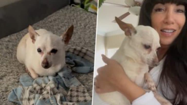 Oldest Living Dog Confirms Guinness World Records: গিনেস ওয়ার্ল্ড রেকর্ডে ২১ বছরের টোবিকিথ, বিশ্বের প্রবীণতম জীবিত সারমেয় (ভিডিও)