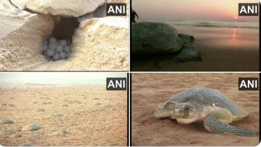 Turtles Mass Nesting: গণ বাসা বাঁধতে বেরহামপুর উপকূলে কচ্ছপের সারি, দেখুন ছবি