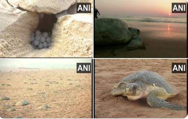 Turtles Mass Nesting: গণ বাসা বাঁধতে বেরহামপুর উপকূলে কচ্ছপের সারি, দেখুন ছবি