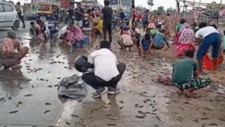 Viral Video:মাছের লরি উল্টে যেতেই, রাজপথে মাছচুরিতে নেমে পড়ল জনতা (দেখুন ভিডিও)