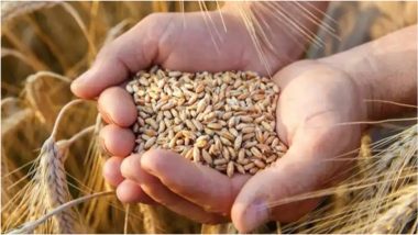 Government Bans Wheat Exports: অনির্দিষ্ট সময়ের জন্য গম রফতানিতে নিষেধাজ্ঞা চাপাল কেন্দ্রীয় সরকার
