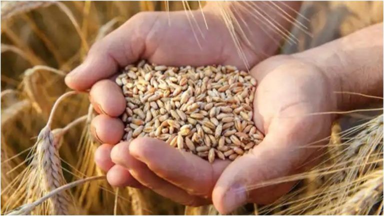 Wheat: গমের মজুদ কমছে দেশে