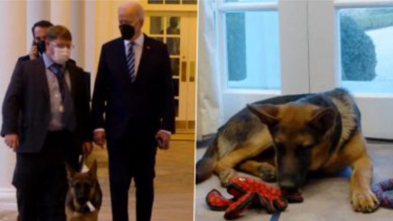 Joe Biden’s Pet Dog Is Perfect White House Guide: হোয়াইট হাউস দাপিয়ে বেড়াচ্ছে জো বাইডেনের পোষ্য  (ভাইরাল ভিডিও