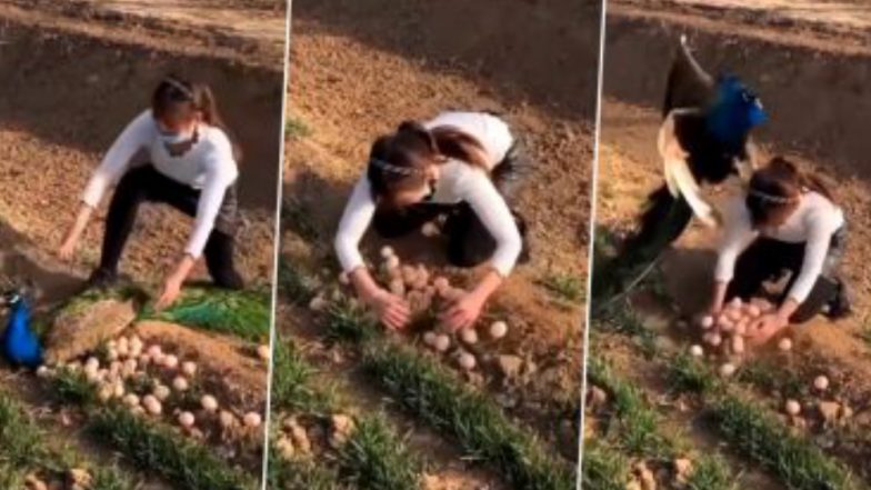 Peahen Attacks Woman Who Tries To Steal Her Eggs: ডিম চুরির চেষ্টা, তরুণীর উপরে ঝাঁপিয়ে পড়ল ময়ূরী (দেখুন ভিডিও)