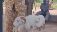 Sheep Gets 3 Years Jail For Killing Woman: মহিলাকে খুনের দায়ে ৩ বছরের কারাদণ্ড পেল নিরীহ ভেড়া!