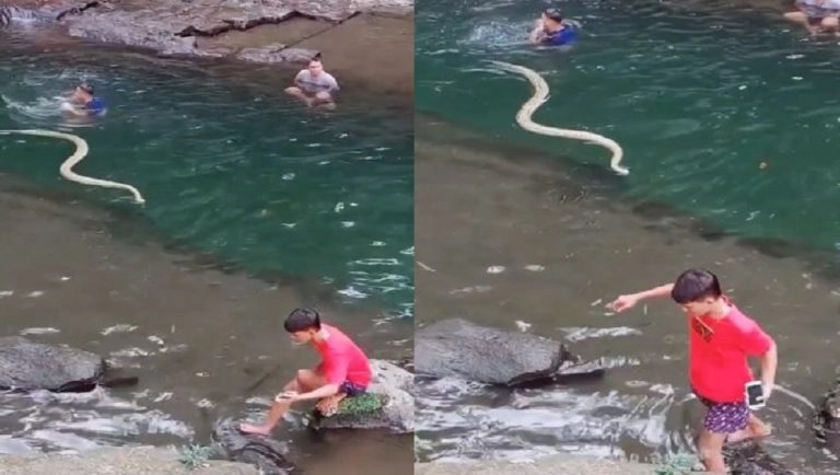 Viral Video: মানুষের সঙ্গেই সাতার কাটছে সাপ, ভাইরাল ভিডিয়ো