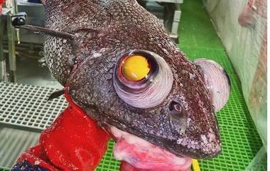 Bizarre Fish: জালে ওঠা হলুদ রঙা এ কী ধরনের মাছ! দেখলে চমকে যাবেন