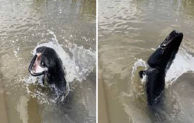 Rare Fish Caught: এ কেমন কালো কুমির-মাছ! নেটিজনদের দাবি ভিনগ্রহের প্রাণী (দেখুন ছবিতে)