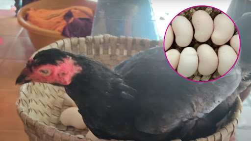 Cashew-Shaped Eggs: কাজুবাদাম আকৃতির ডিম দিচ্ছে মুরগি! দেখুন ভাইরাল ভিডিও