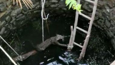 Leopard Video: মই বেয়ে উঠে এল কুয়োতে পড়ে যাওয়া চিতাবাঘ! দেখুন ভিডিও