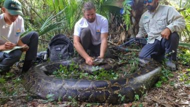 Largest Burmese Python Caught: ওজন ২১৫ পাউন্ড, সবচেয়ে ভারী বার্মিজ পাইথনকে দেখে নিন