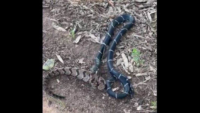 Viral Video: দুই সাপের লড়াই, ভিডিয়ো প্রকাশ্যে আসতেই ভাইরাল