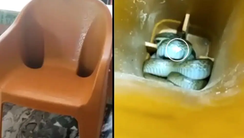 Snake hiding inside the chair: চেয়ারের পাদানিতে নিশ্চিন্তে লুকিয়ে বিষধর সাপ, ভিডিও দেখে তাজ্জব নেটিজেনরা