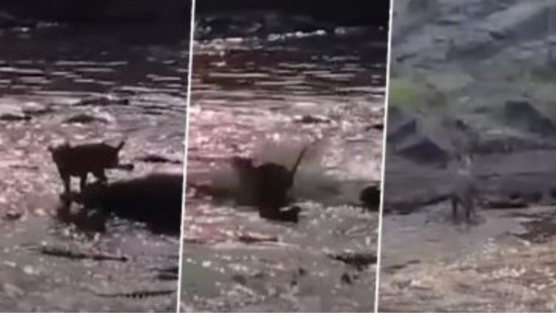 Viral Video: ৪০টি কুমিরের মুখ থেকে নিজেকে বাঁচিয়ে ঝরনা টপকে পালাচ্ছে পশুরাজ (ভাইরাল ভিডিও)