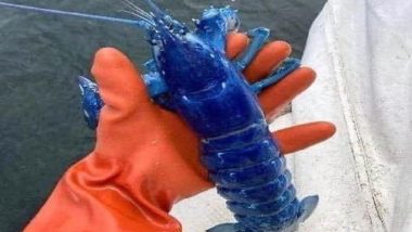 Blue Lobster: মার্কিন মুলুকে ধরা পড়ল নীল রঙা লবস্টার, ভাইরাল ছবি