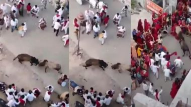 Viral Video:ষাঁড়ের আক্রমণে ছত্রভঙ্গ হয়ে গেল ভক্তদের মিছিল, শিং এর গুতোয় আহত হলেন মহিলা ভক্তরা (দেখুন ভিডিও)