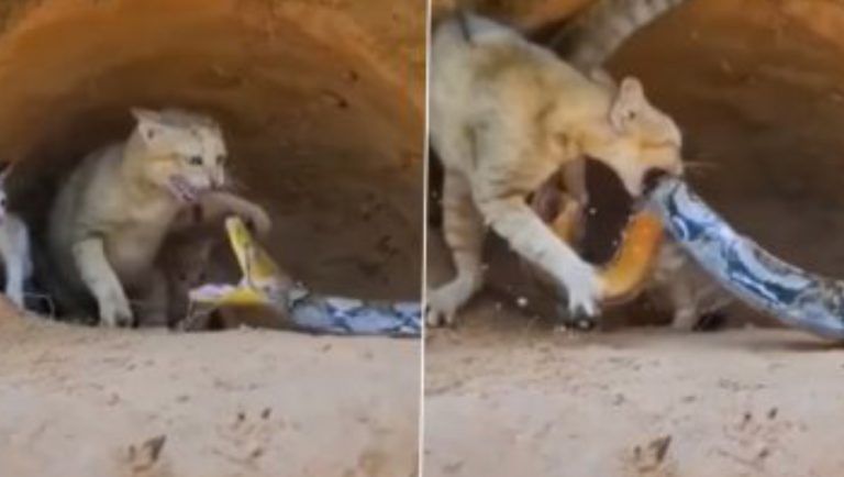 Cat Vs Snake!: অজগরের মুখ থেকে সন্তানকে বাঁচাতে ঝাঁপাল বিড়াল, ভাইরাল ভিডিও