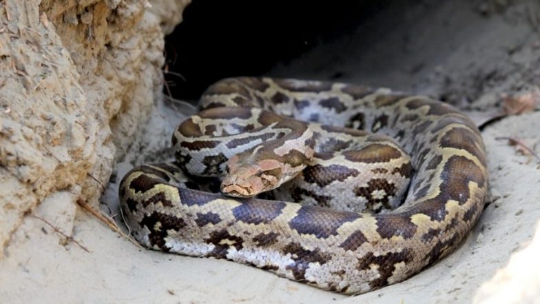 Python Behind Fridge: ফ্রিজের পেছনে লুকিয়ে বিশালাকার অজগর, তারপর কী হল দেখুন ভিডিয়ো!