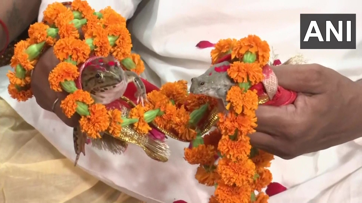 Frog Wedding: বৃষ্টির আশায় ব্যাঙের বিয়ে দেওয়া হল উত্তরপ্রদেশের গোরখপুরে