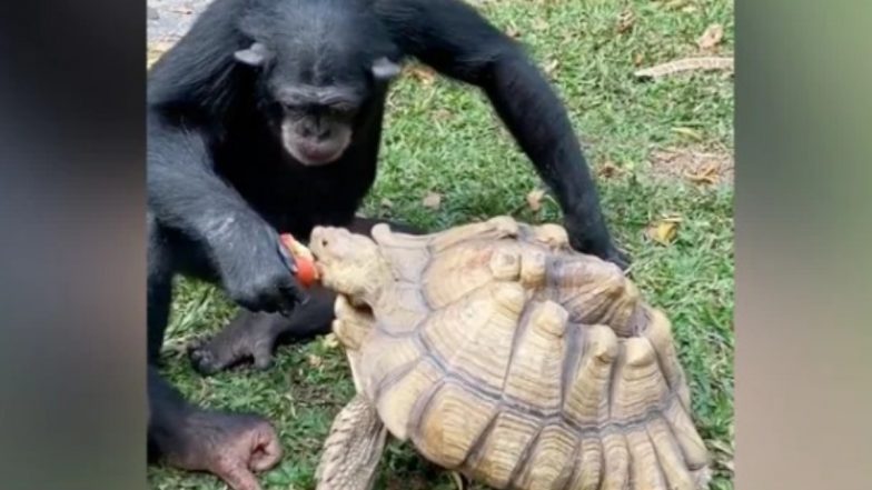 Viral Video: কচ্ছপের সঙ্গে আপেল ভাগ করে খাচ্ছে শিম্পাঞ্জি! দেখুন মন ভাল করা ভিডিও