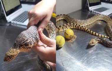 Snake Swallows Golf Balls: মুরগির ডিম ভেবে গল্ফ বল খেয়ে ফেলল সাপ, এরপর কী হল?