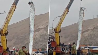 16ft-Long Oarfish In Chile: চিলির উপকূলে ১৬ ফুট দৈর্ঘ্যের দৈত্যকৃতি মাছ, ডাঙায় তুলতে ক্রেনের ব্যবহার, দেখুন ভিডিও